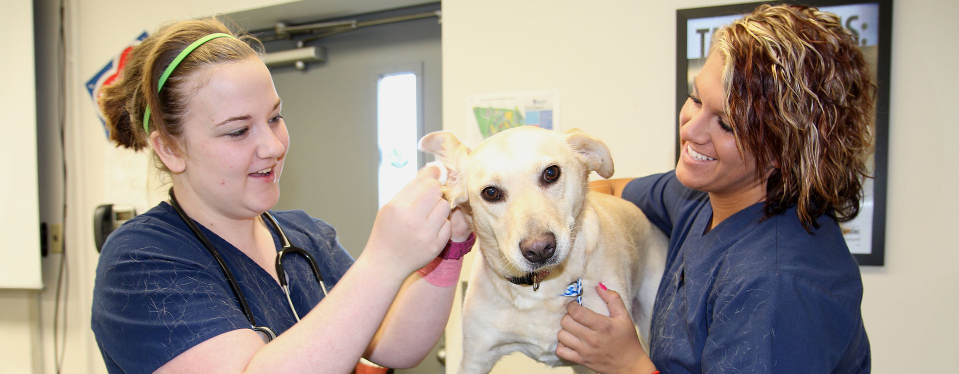 veterinary students examining a dog