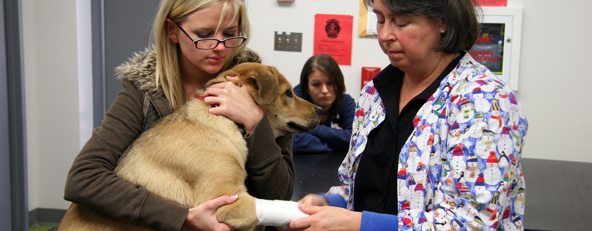 student assisting vet bandage a dog's leg